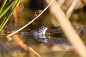 Moorfrosch im De Meinweg