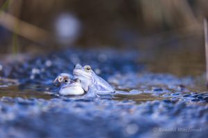 Blaue Frösche im De Meinweg