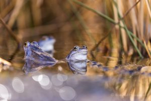 Blaue Frösche im De Meinweg