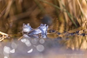 Blaue Frösche im De Meinweg