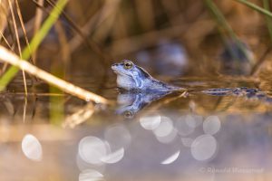 Blaue Frösche im De Meinweg