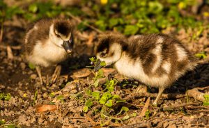 Nilgans-Küken