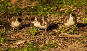 Nilgans-Küken