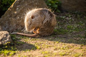 Nutria am Ententeich Plaidt