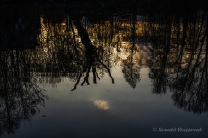 Spiegelung im Ententeich