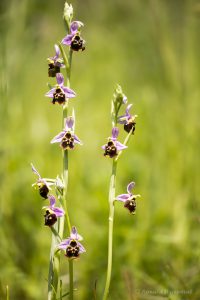 Zur Orchideenblüte in die Südeifel - Hummel-Ragwurz