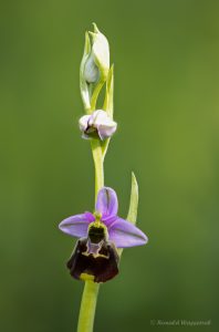 Zur Orchideenblüte in die Südeifel - Hummel-Ragwurz