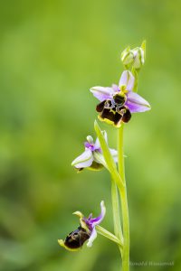 Zur Orchideenblüte in die Südeifel - Hummel-Ragwurz