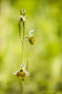 Zur Orchideenblüte in die Südeifel - Gelbe Hummel-Ragwurz