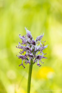 Zur Orchideenblüte in die Südeifel - Affen-Knabenkraut im NSG Perfeist