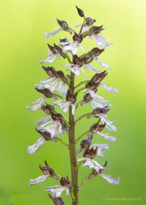 Zur Orchideenblüte in die Südeifel - Purpur-Knabenkraut im NSG Perfeist