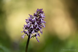 Hybride Simia x Purpurea