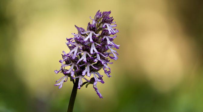 Zur Orchideenblüte in die Südeifel – Hummeln, Fliegen, Affen