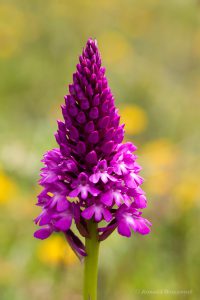 Zur Orchideenblüte in die Südeifel - Pyramiden-Spitzorchis