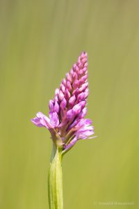 Zur Orchideenblüte in die Südeifel - Pyramiden-Spitzorchis
