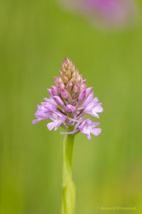Zur Orchideenblüte in die Südeifel - Pyramiden-Spitzorchis