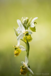 Zur Orchideenblüte in die Südeifel - Gelbe Hummel-Ragwurz