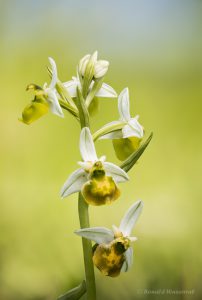 Zur Orchideenblüte in die Südeifel - Gelbe Hummel-Ragwurz