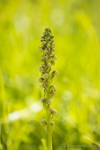 Zur Orchideenblüte in die Südeifel -Ohnhorn (Hängender Mensch)