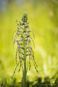 Zur Orchideenblüte in die Südeifel -Bocks-Riemenzunge