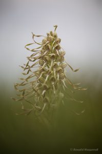 Zur Orchideenblüte in die Südeifel -Bocks-Riemenzunge