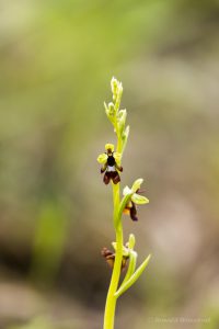 Zur Orchideenblüte in die Südeifel - Fliegen-Ragwurz