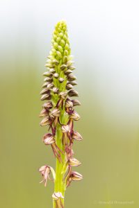 Zur Orchideenblüte in die Südeifel -Ohnhorn (Hängender Mensch)