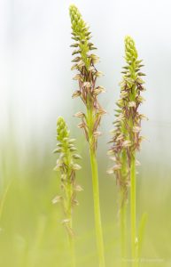 Zur Orchideenblüte in die Südeifel -Ohnhorn (Hängender Mensch)