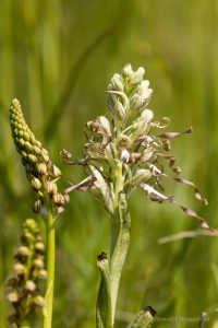 Zur Orchideenblüte in die Südeifel -Ohnhorn  und Bocks-Riemenzunge