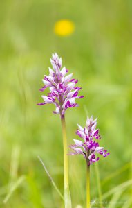 Zur Orchideenblüte in die Südeifel - Helm-Knabenkraut