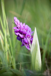 Zur Orchideenblüte in die Südeifel - Manns-Knabenkraut