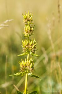 Zur Orchideenblüte in die Südeifel - Gelber Enzian