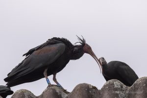 Waldrapp mit Jungtier