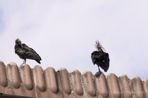 Elternvogel mit Jungvogel