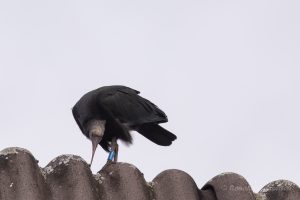 Anscheinend schmecken dem jungen Waldrapp auch Flechten - oder spielt er nur?