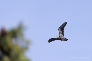 Altvogel im Anflug