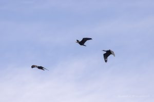 Ein Waldrapp mit zwei Jungvöggeln bei Flugübungen