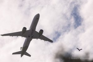 Ein startendes Flugzeug und einer der Waldrappe in der Luft