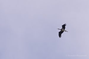 Ein Schwarzstorch im Überflug