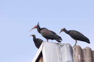 Versammlung der Familie Waldrapp zum Futterfassen