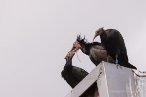 Die Übergabe eines leckeren Futterklumpens aus Würmern, Spinnen und Schnecken...