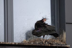 Waldrapp-Elternvogel auf dem Nest in der Fensternische