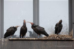 Die gesamte Waldrapp-Familie ist am Nest versammelt