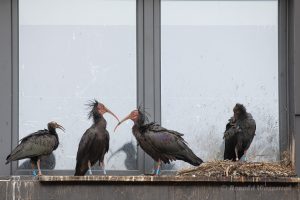 Die gesamte Waldrapp-Familie ist am Nest versammelt