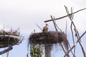 Storchennest bei Niederglatt