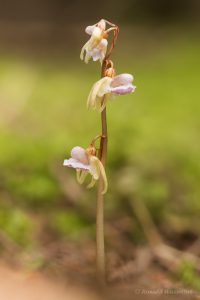 Höchenschwand 2023: Blattloser Widerbart (Orchidee)