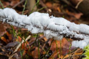 Haar-Eis an der Statte