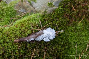 Haar-Eis an der Statte