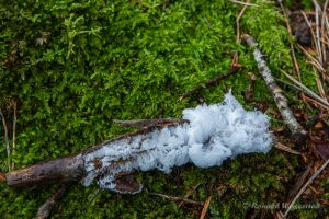 Haar-Eis an der Statte