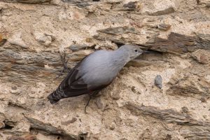 Mauerläufer auf Burg Rheinfels in St. Goar